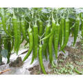 Hybrid hot chili pepper seeds Chilli Seeds Chile Pepper Seeds For Growing